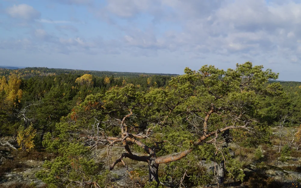 Purunpään Laavu