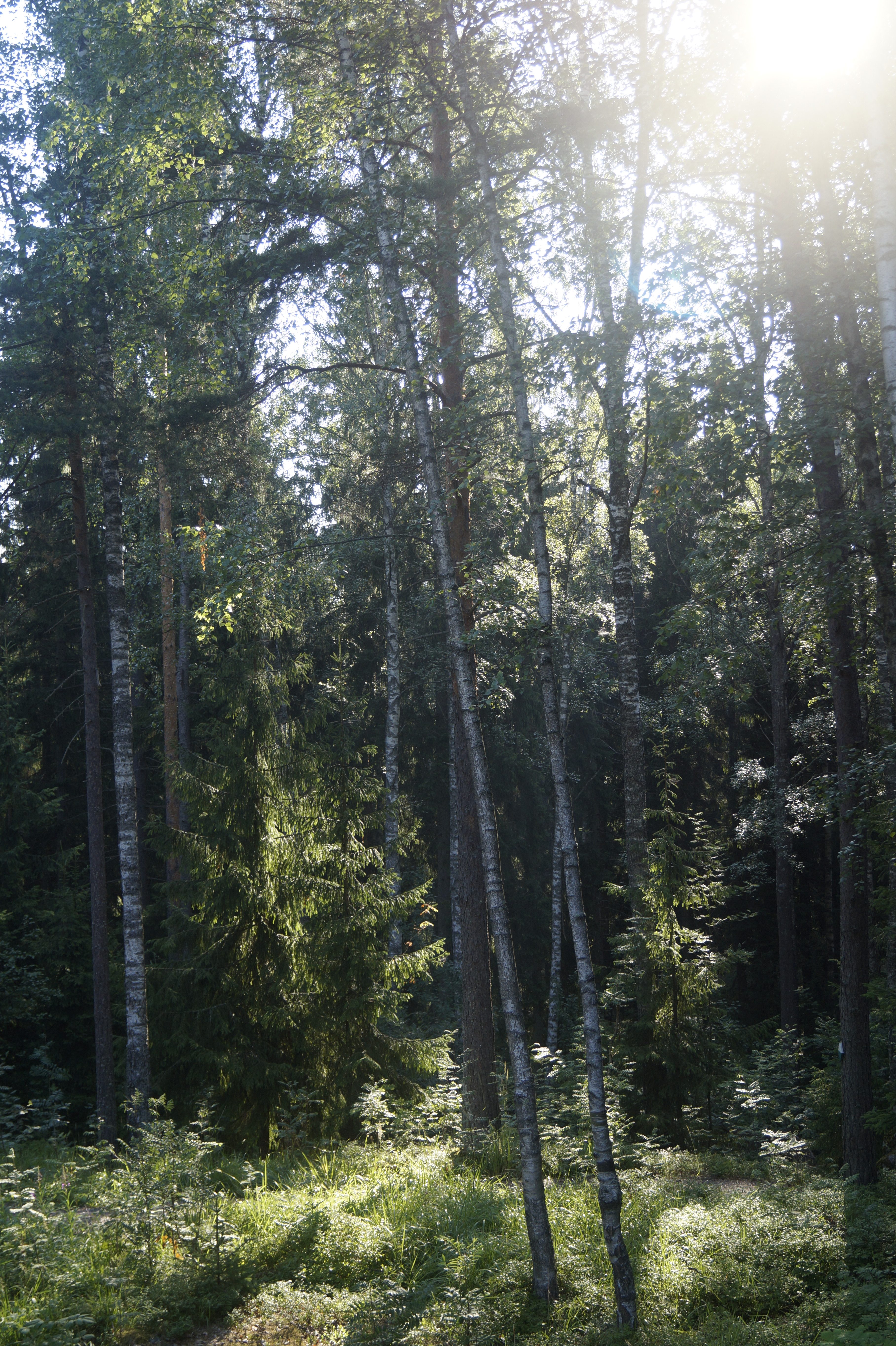 Gallery Nature Photograph 22