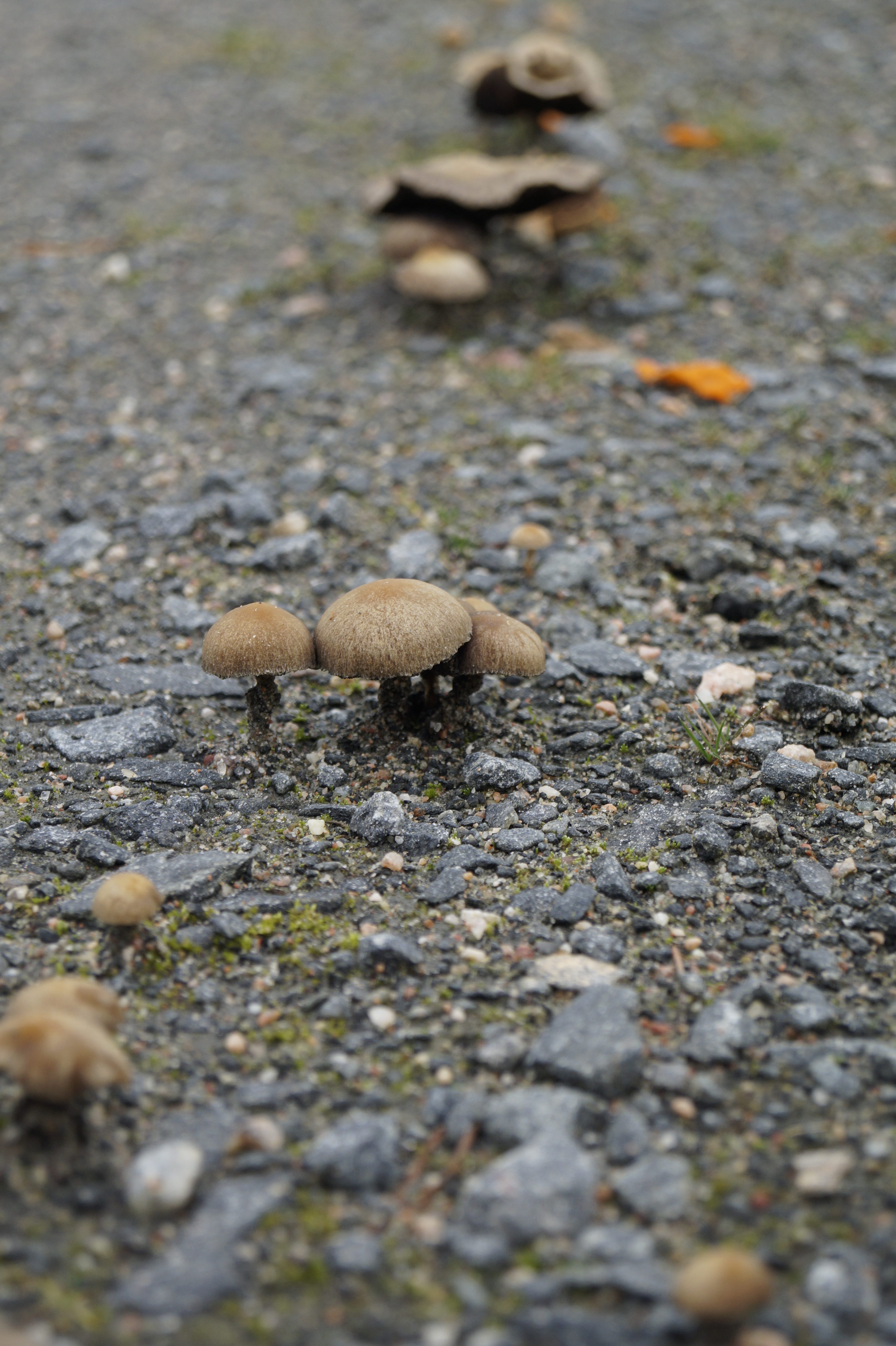 Gallery Nature Photograph 3
