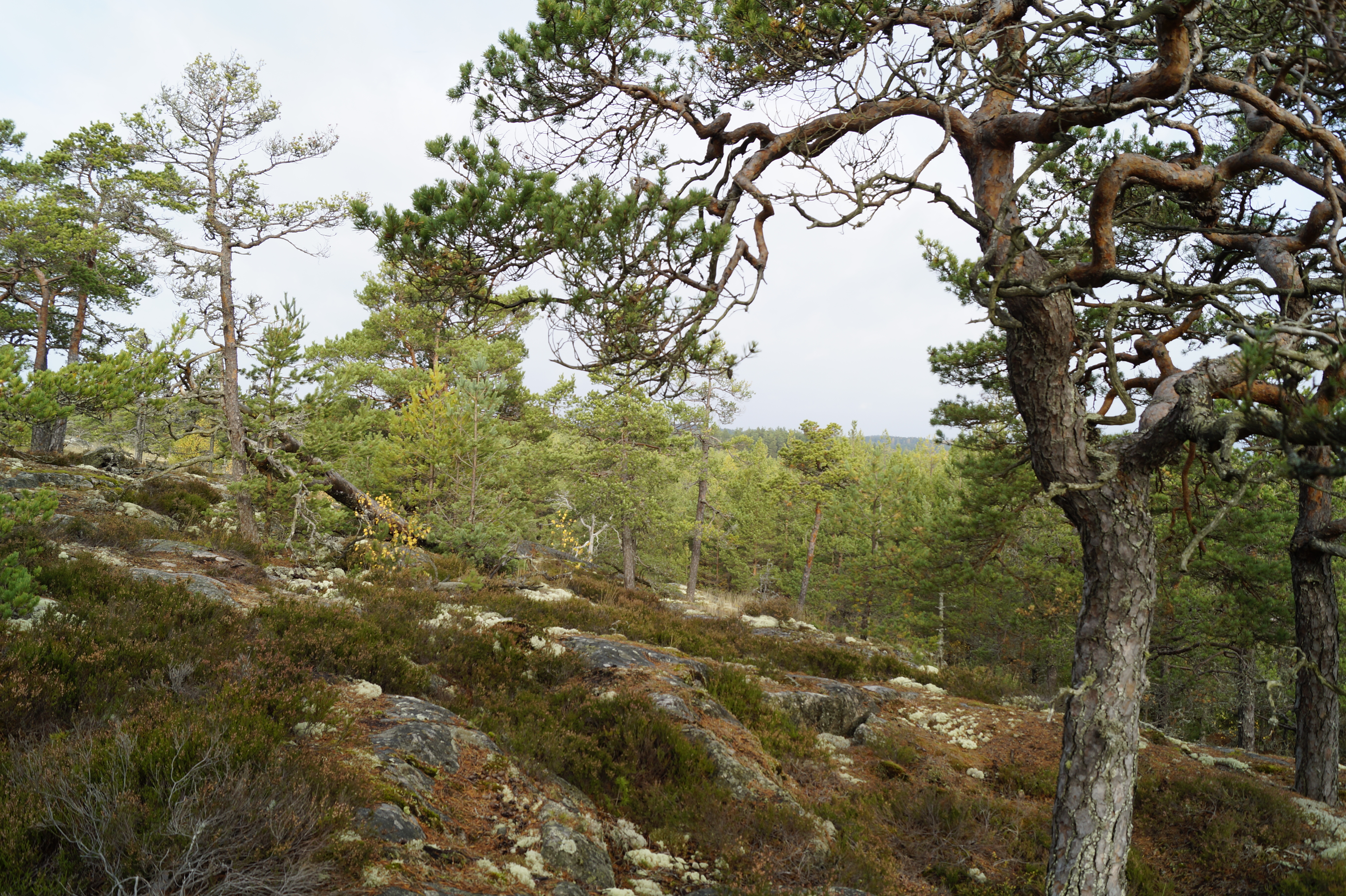 Gallery Nature Photograph 7