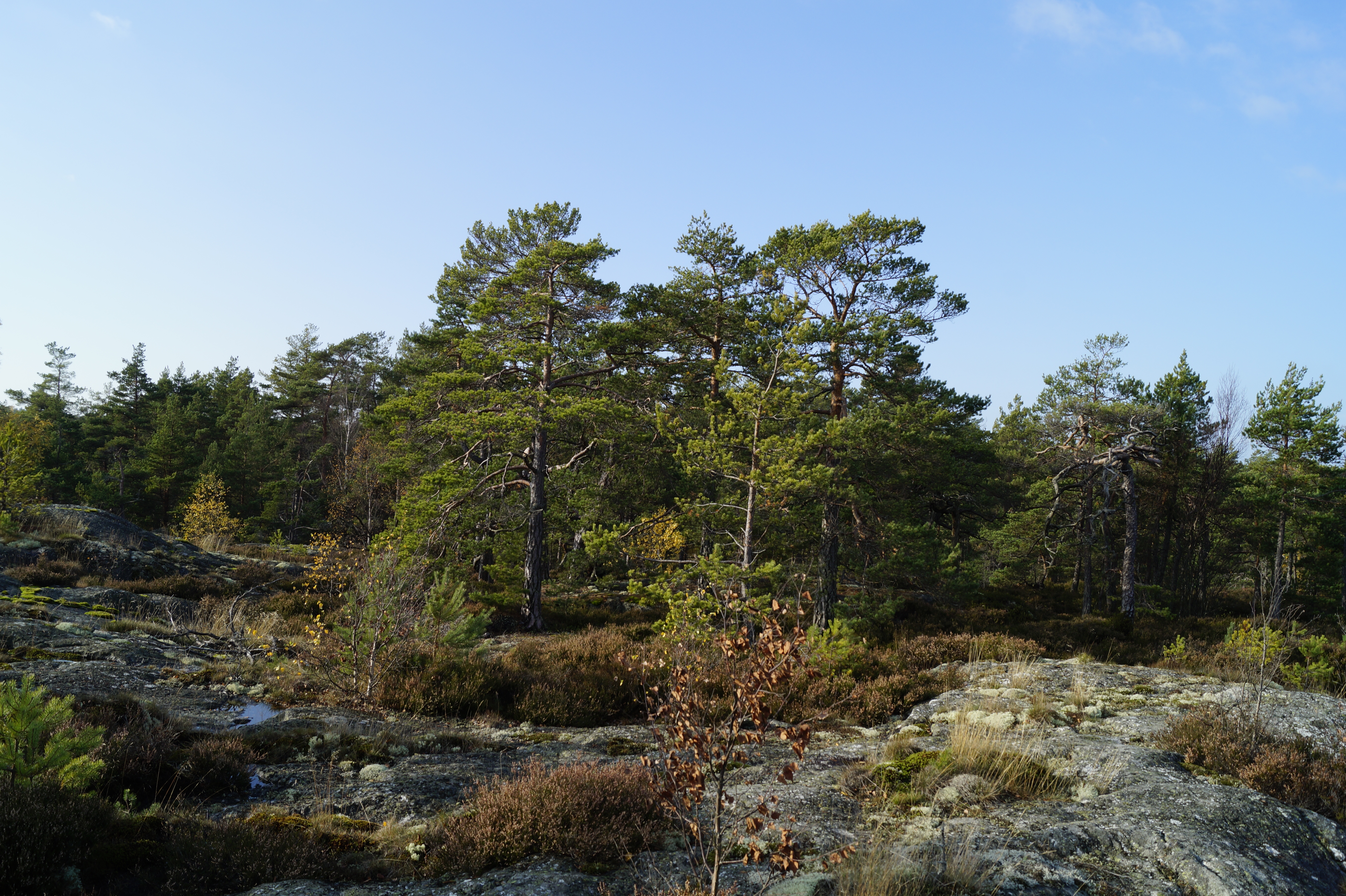 Gallery Nature Photograph 12