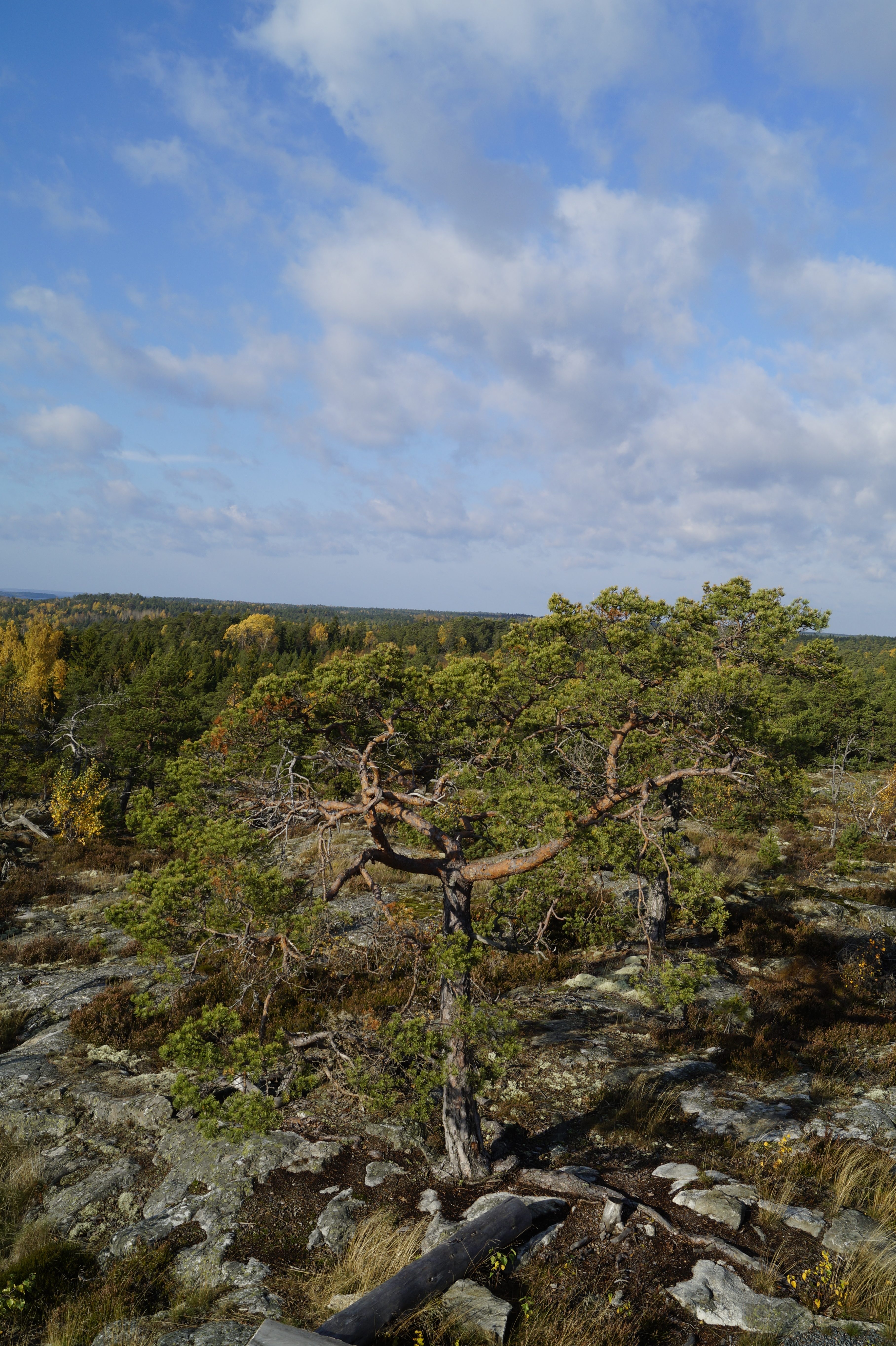 Gallery Nature Photograph 17