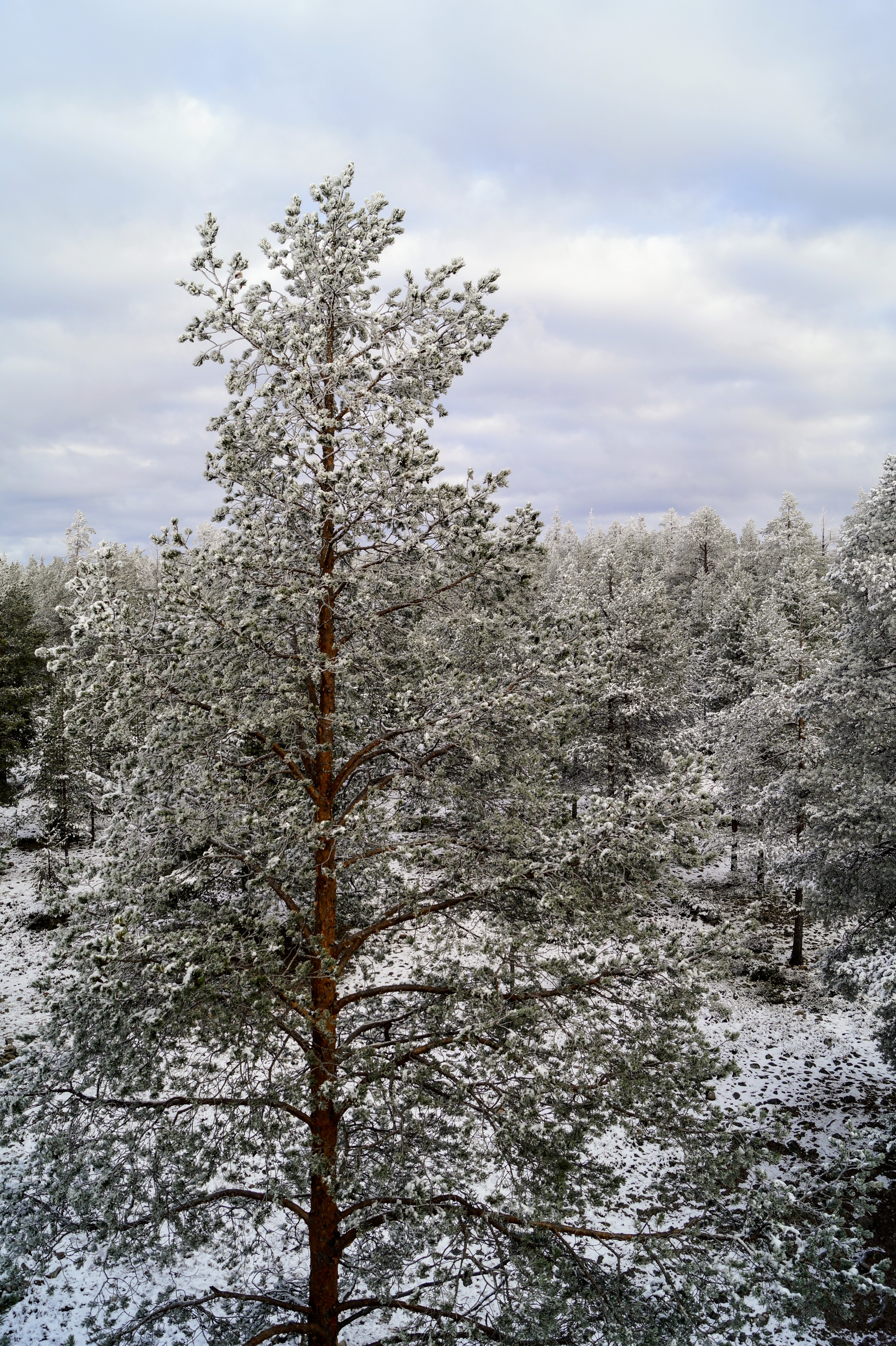 Gallery Nature Photograph 6