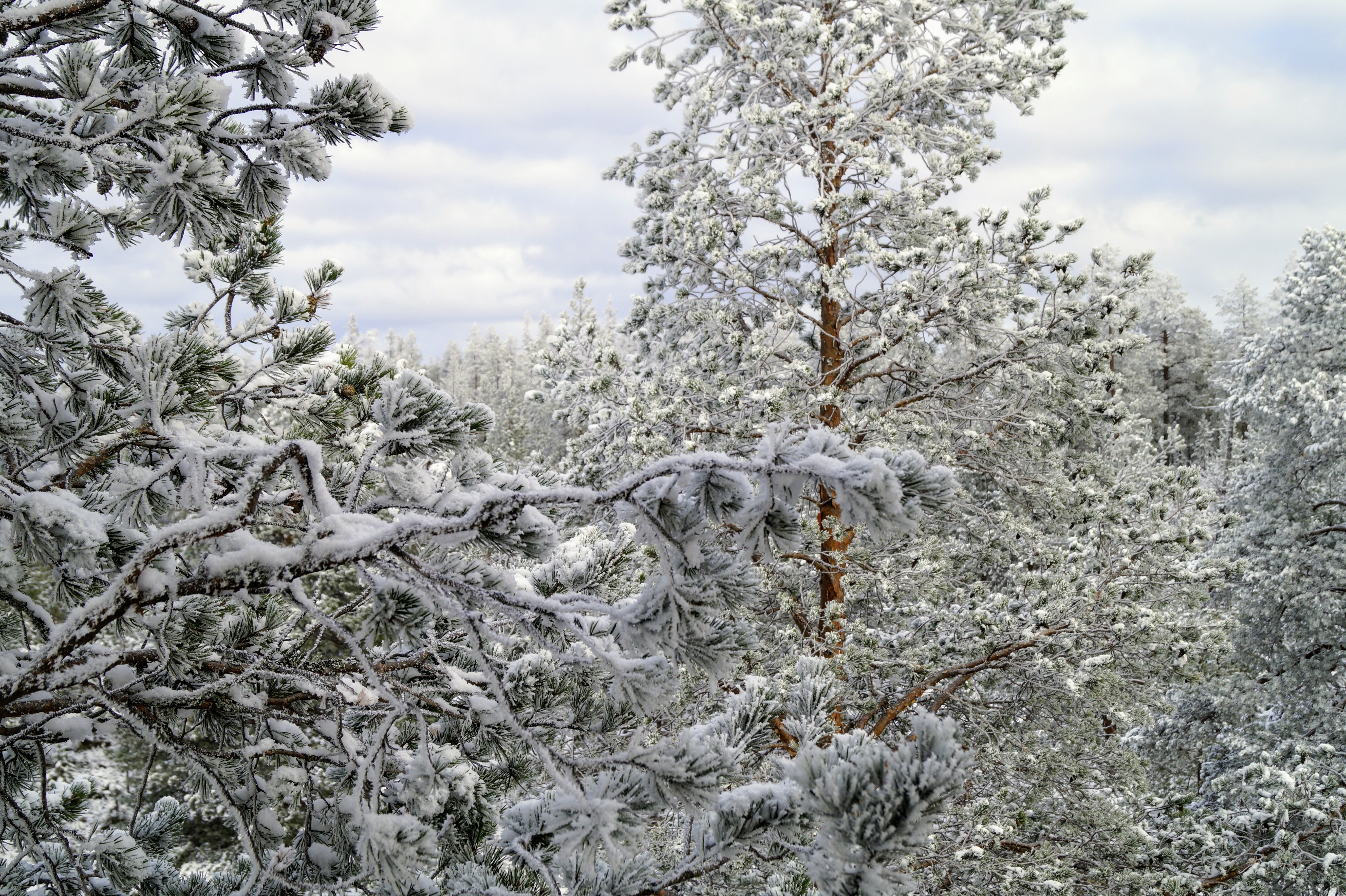 Gallery Nature Photograph 9