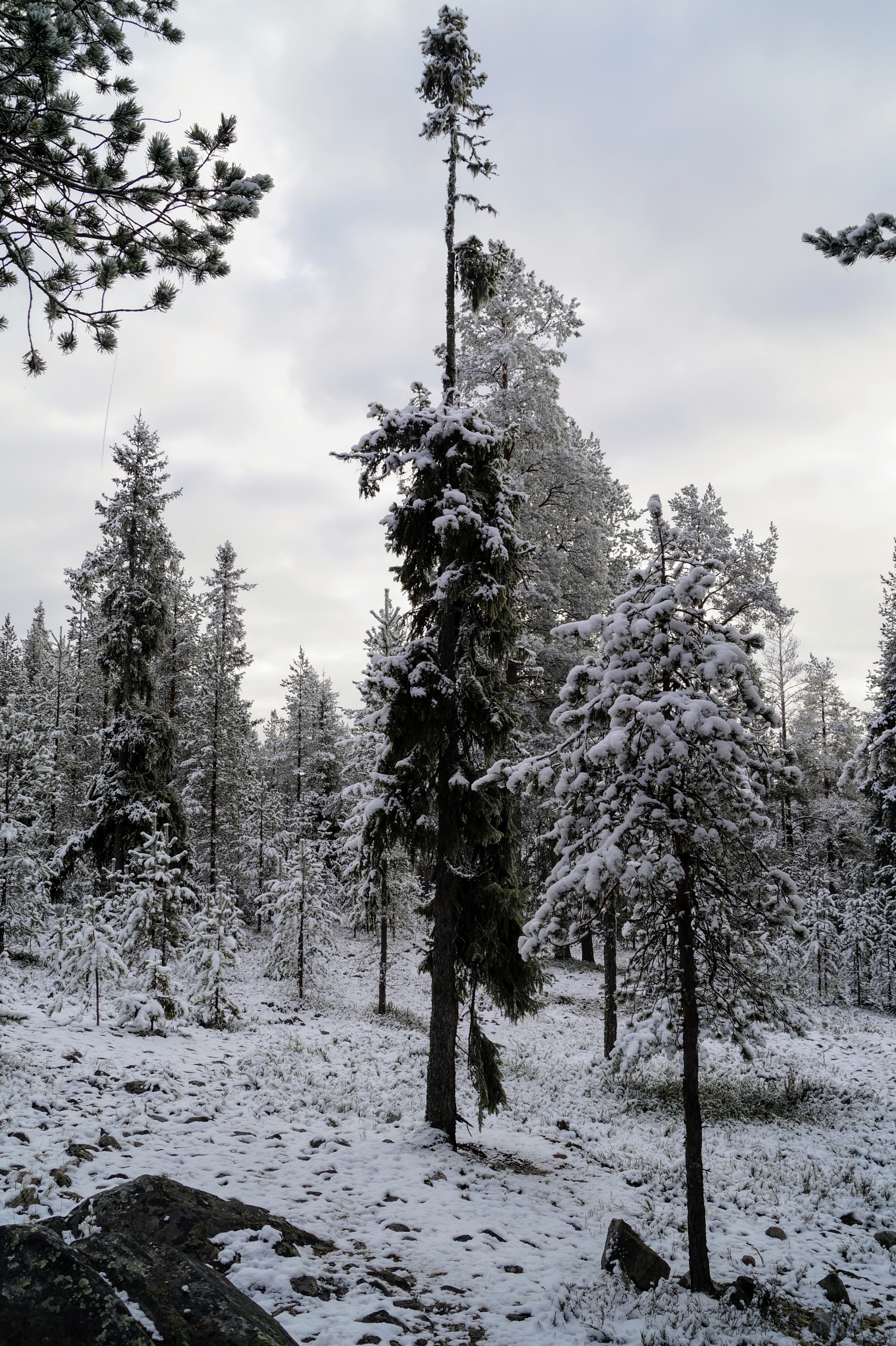 Gallery Nature Photograph 13
