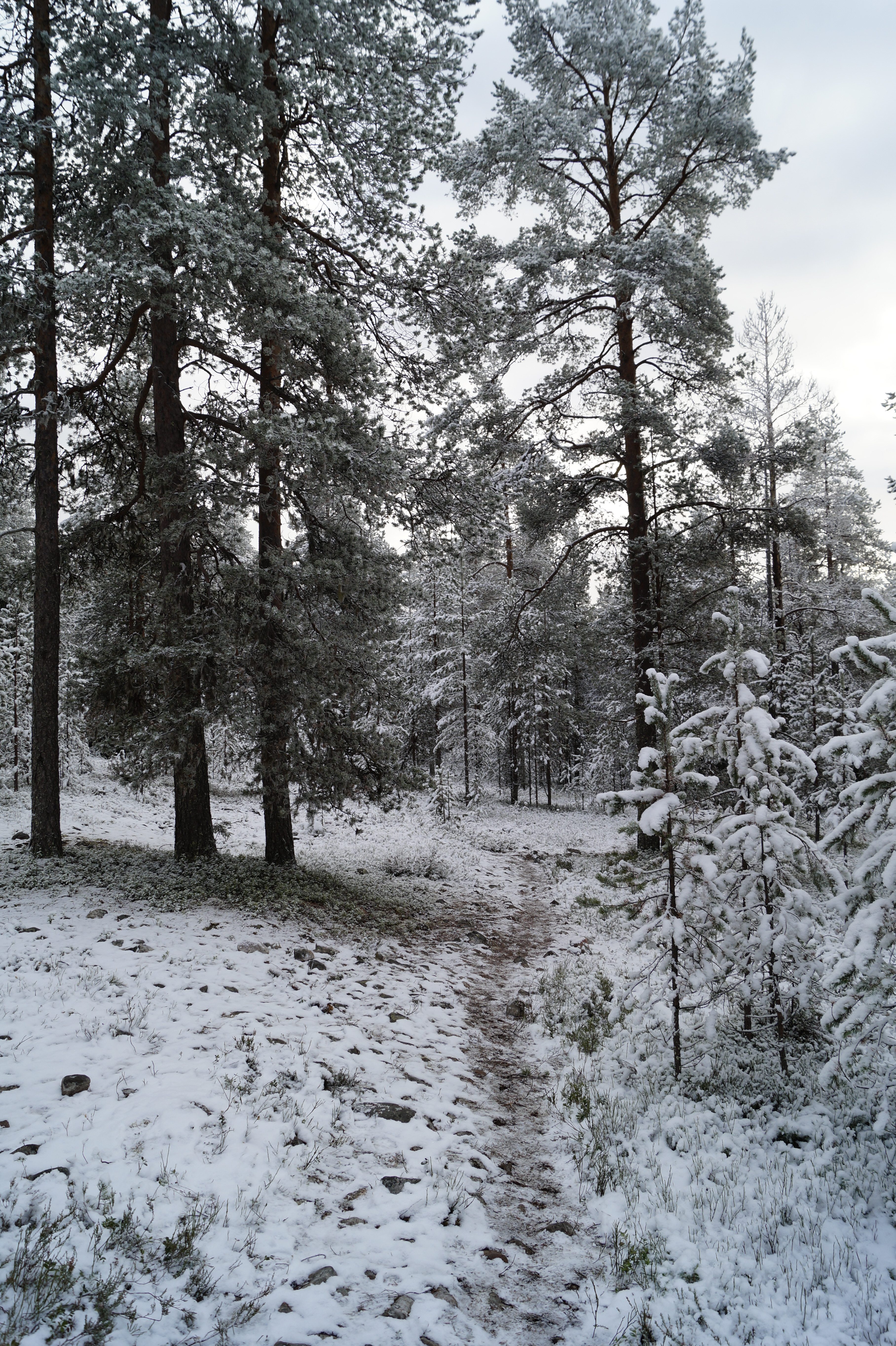 Gallery Nature Photograph 16