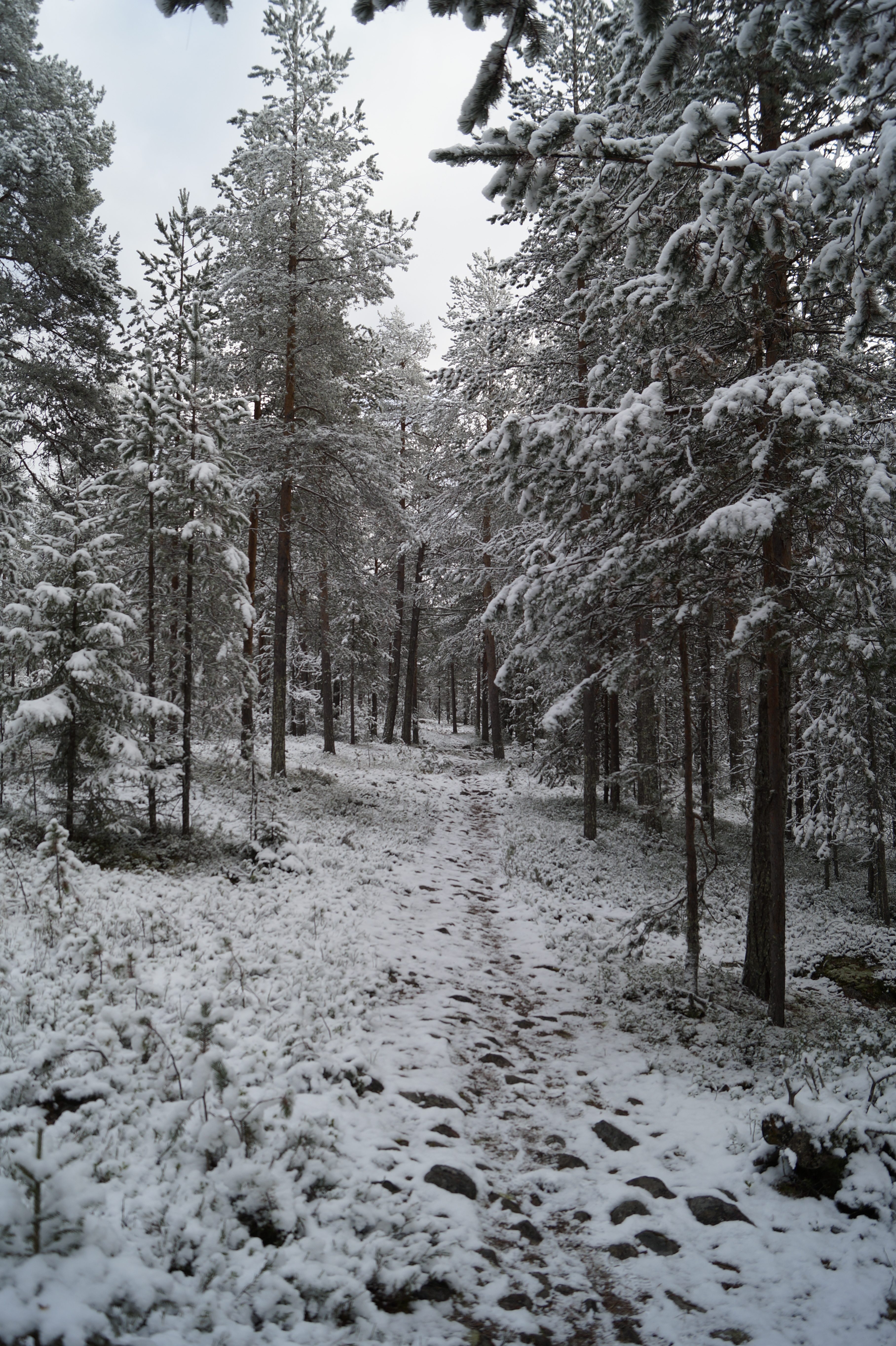 Gallery Nature Photograph 17