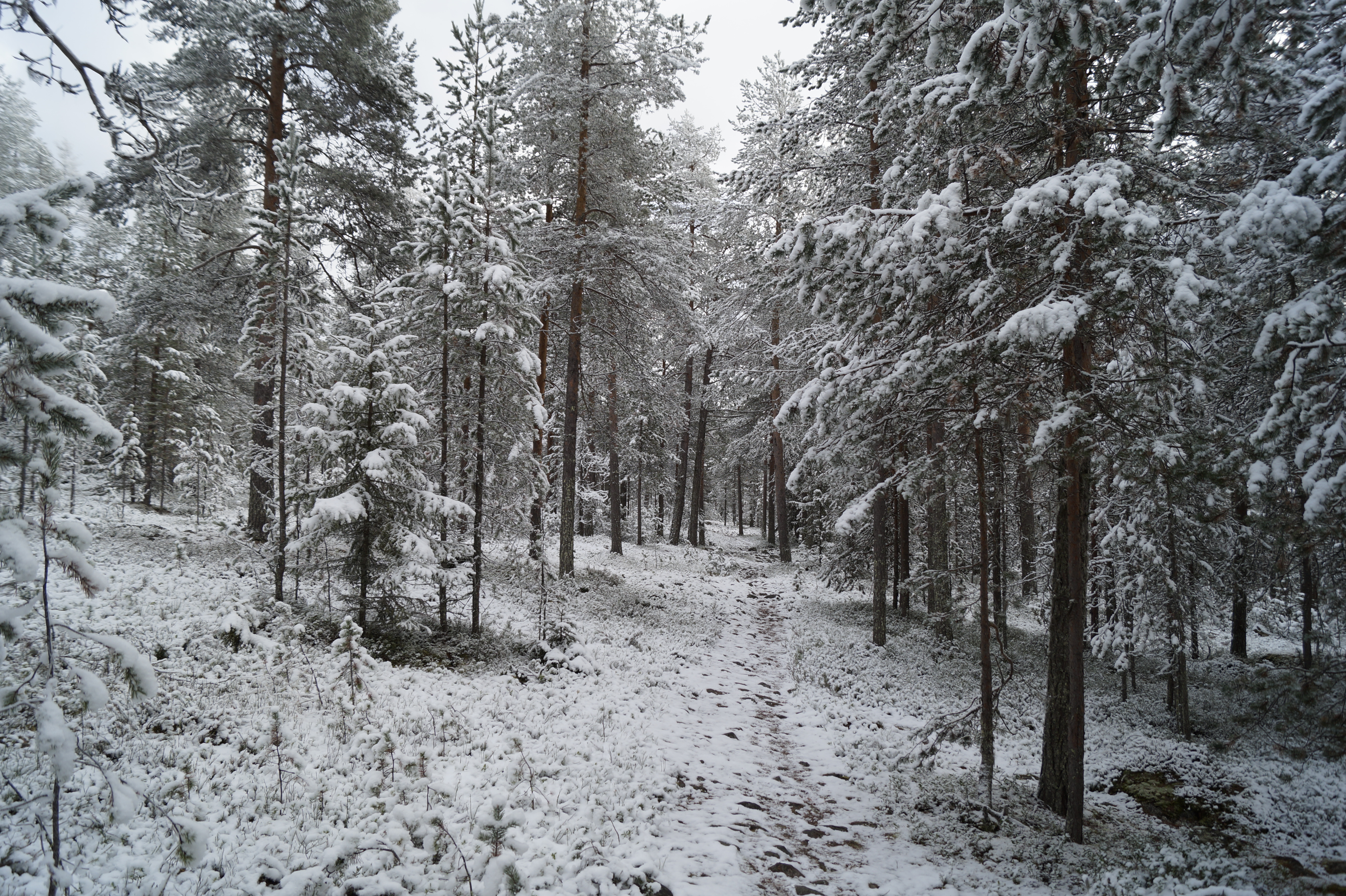 Gallery Nature Photograph 18