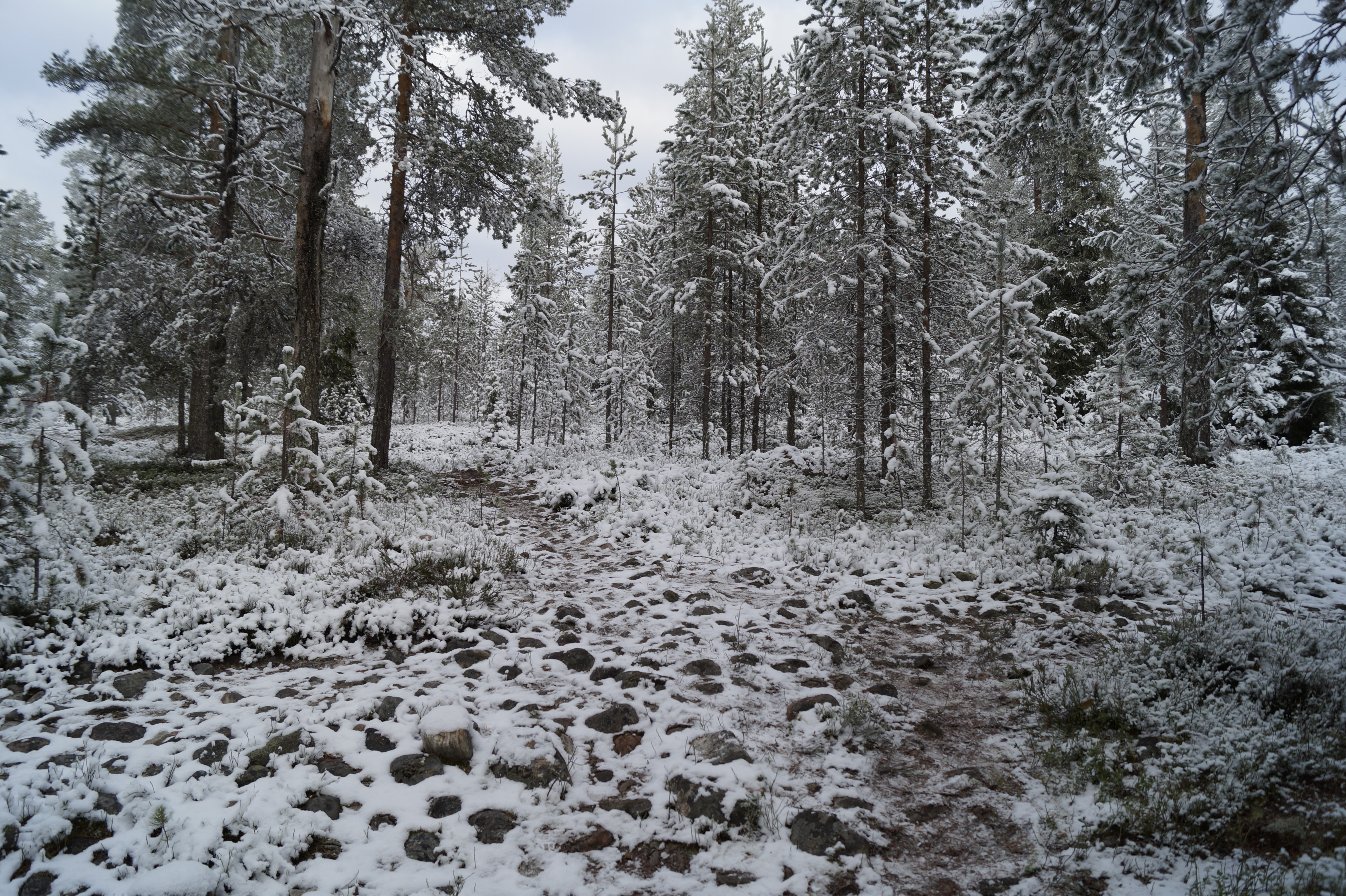 Gallery Nature Photograph 19