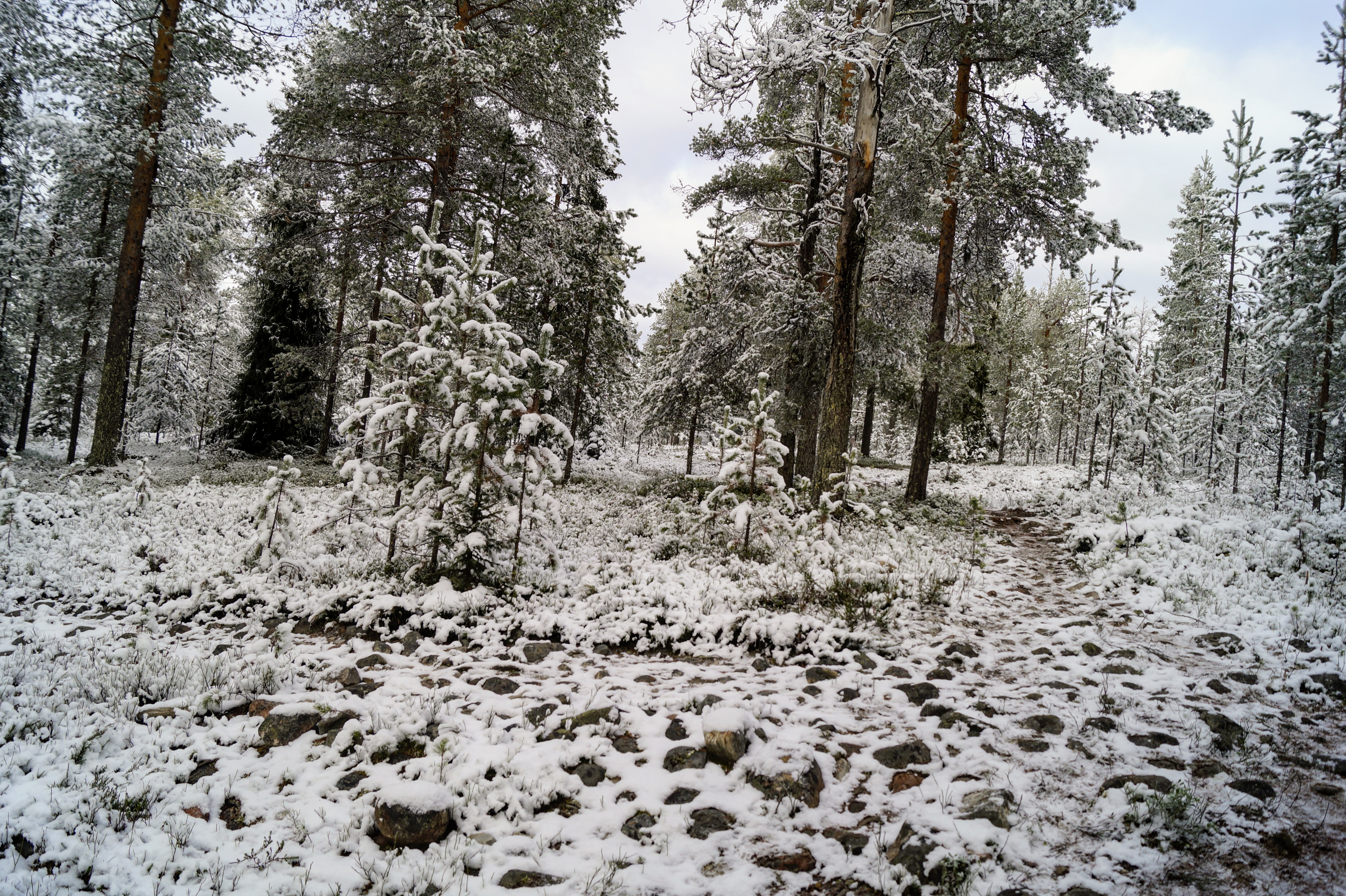 Gallery Nature Photograph 21