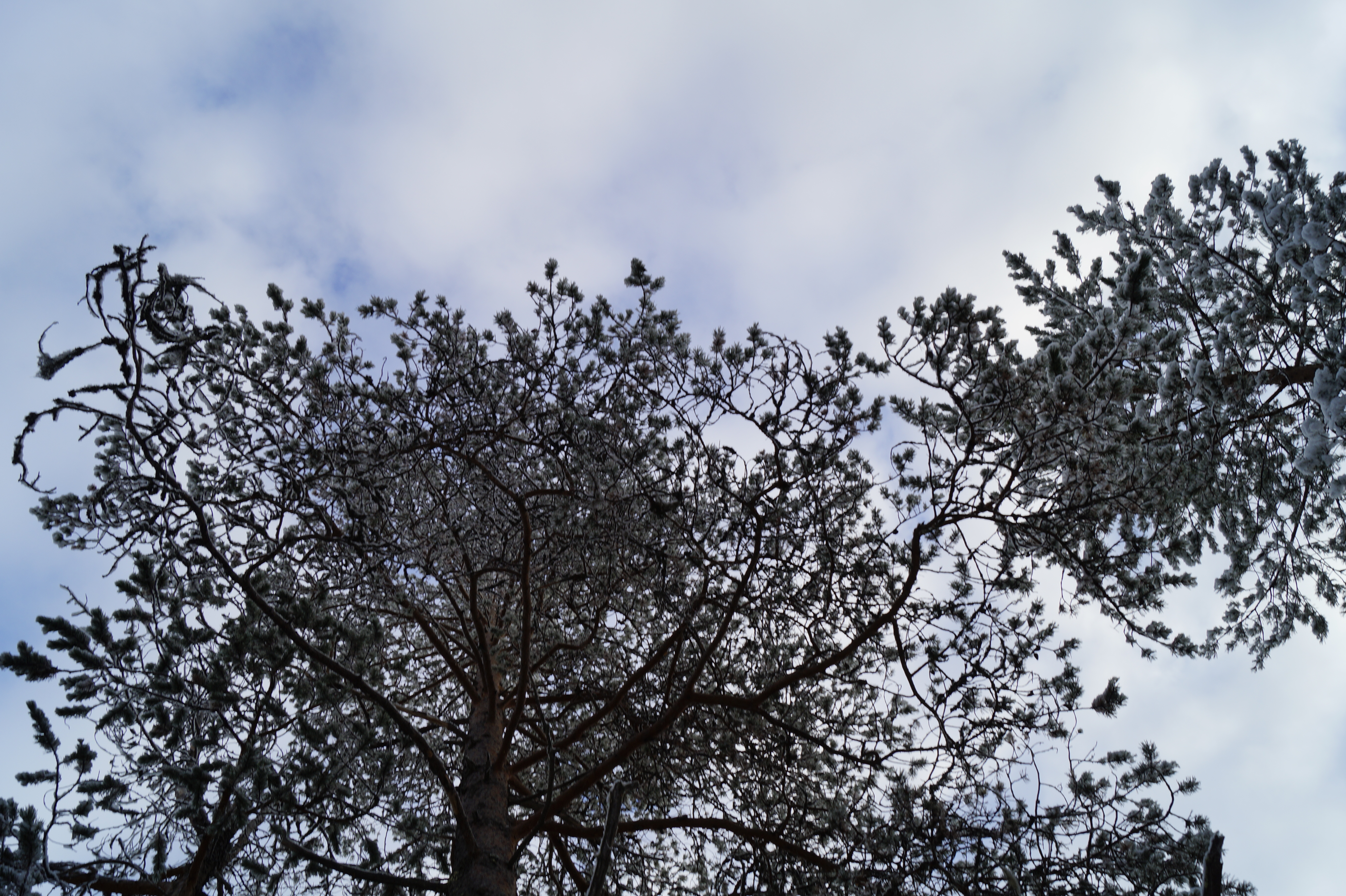 Gallery Nature Photograph 22