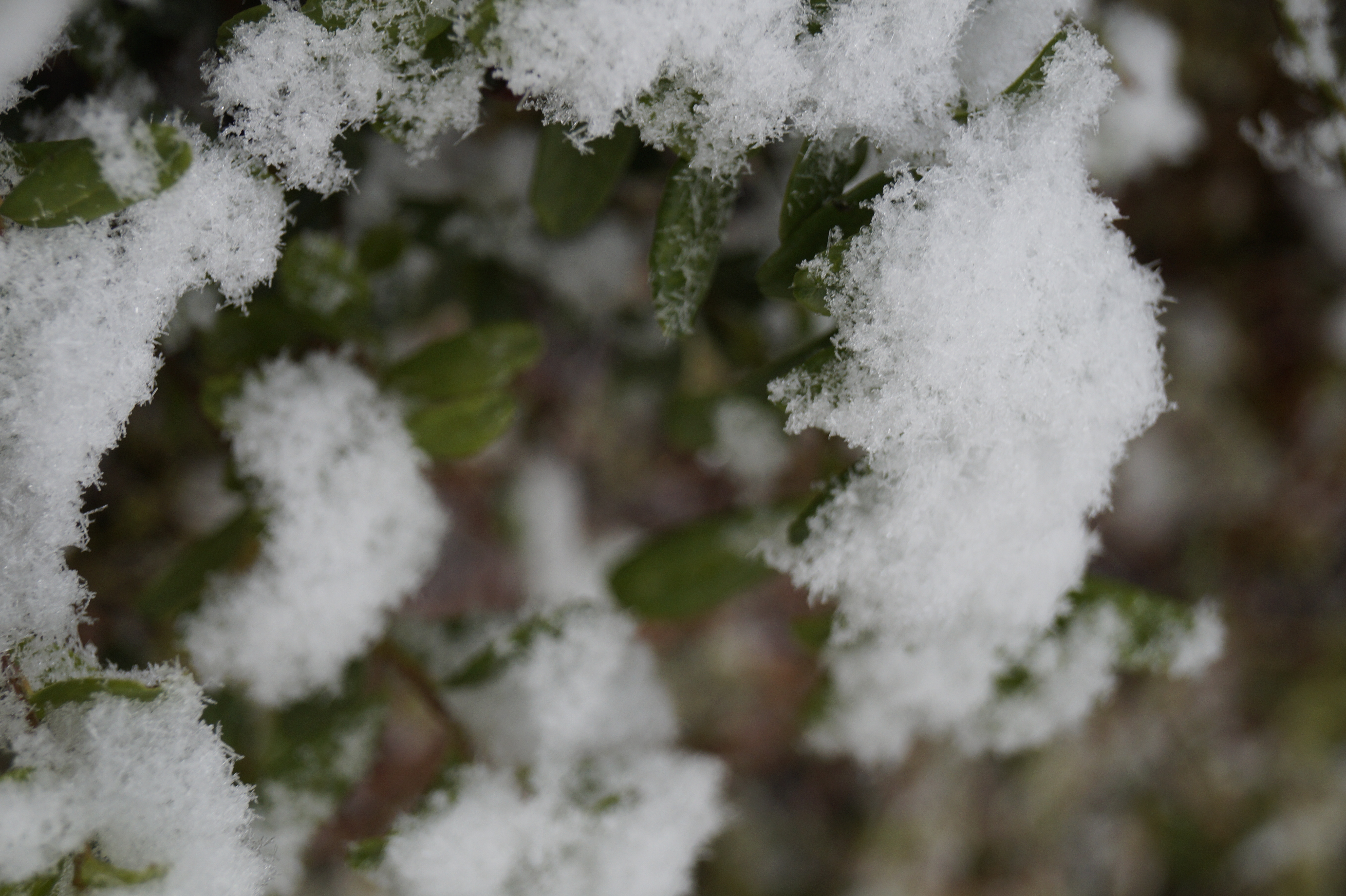 Gallery Nature Photograph 25