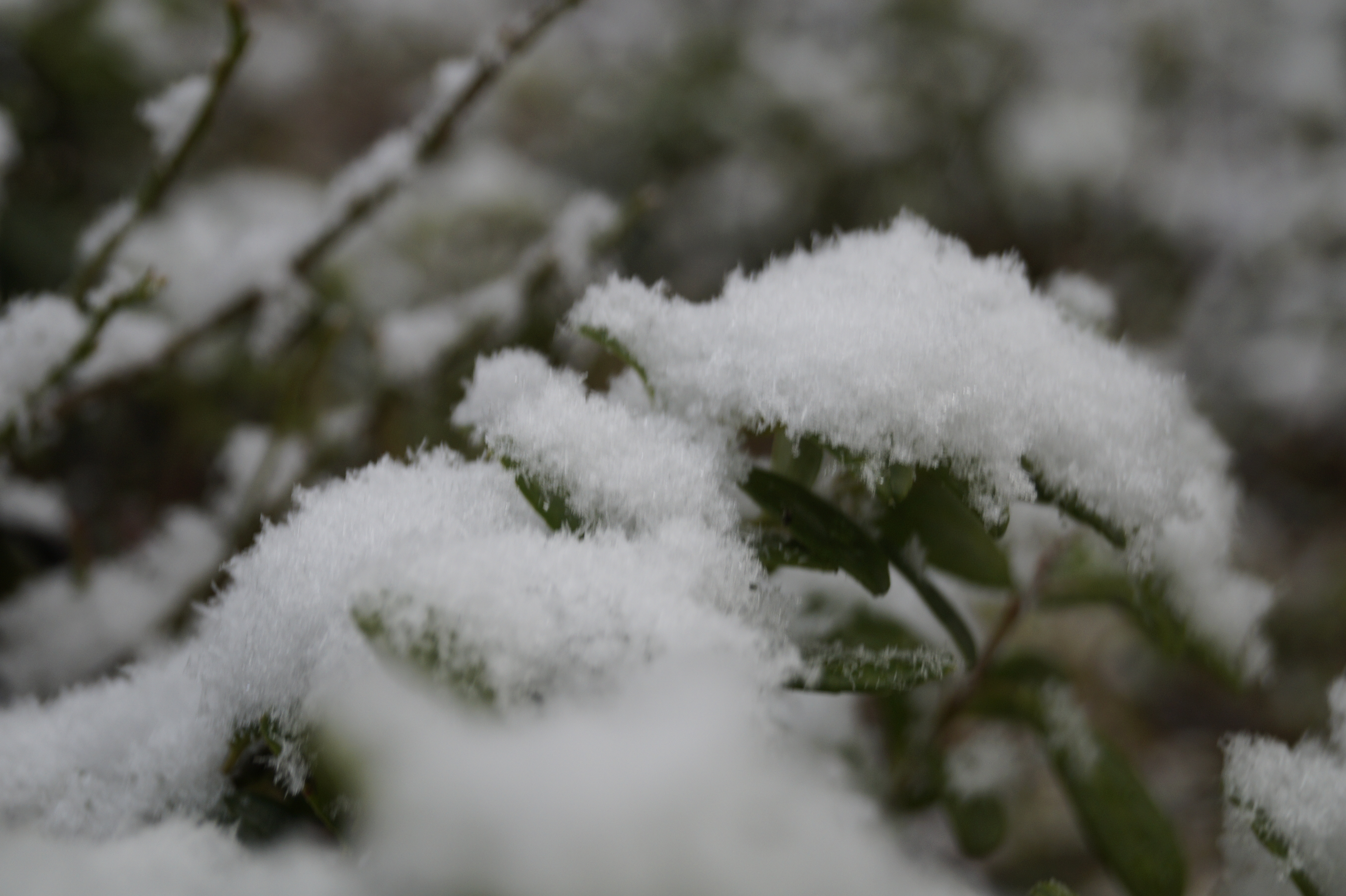 Gallery Nature Photograph 26