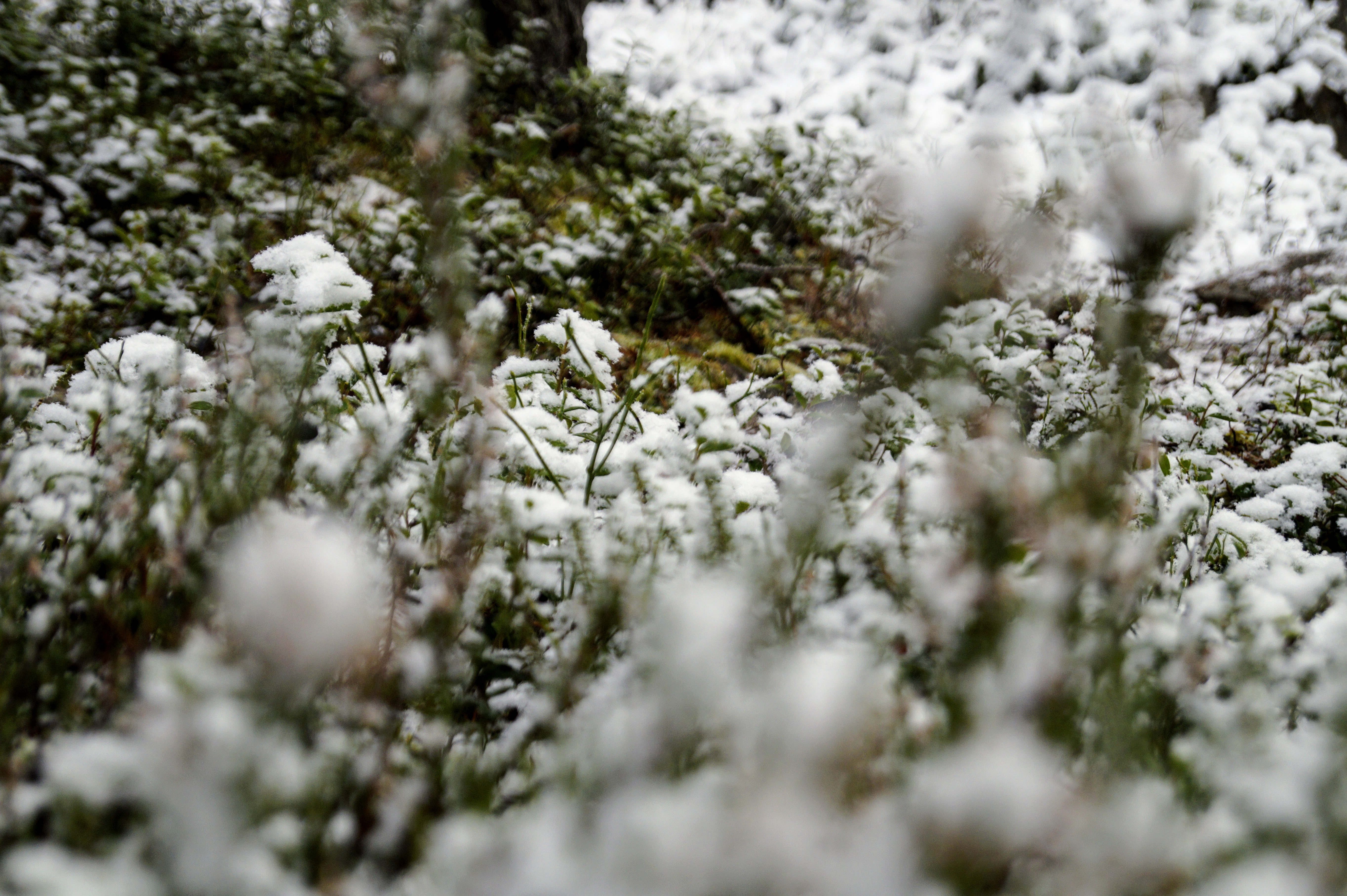 Gallery Nature Photograph 27