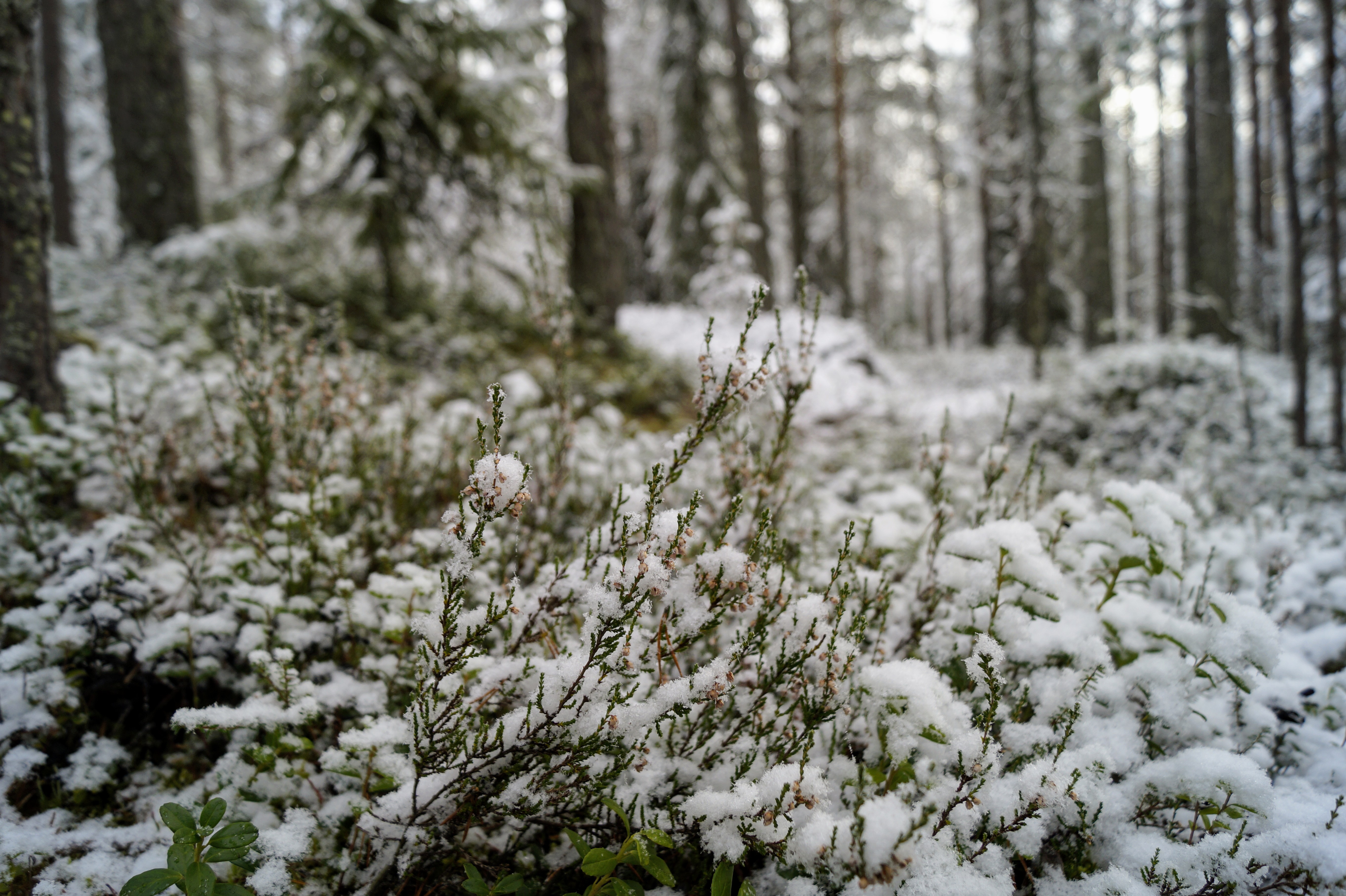 Gallery Nature Photograph 28