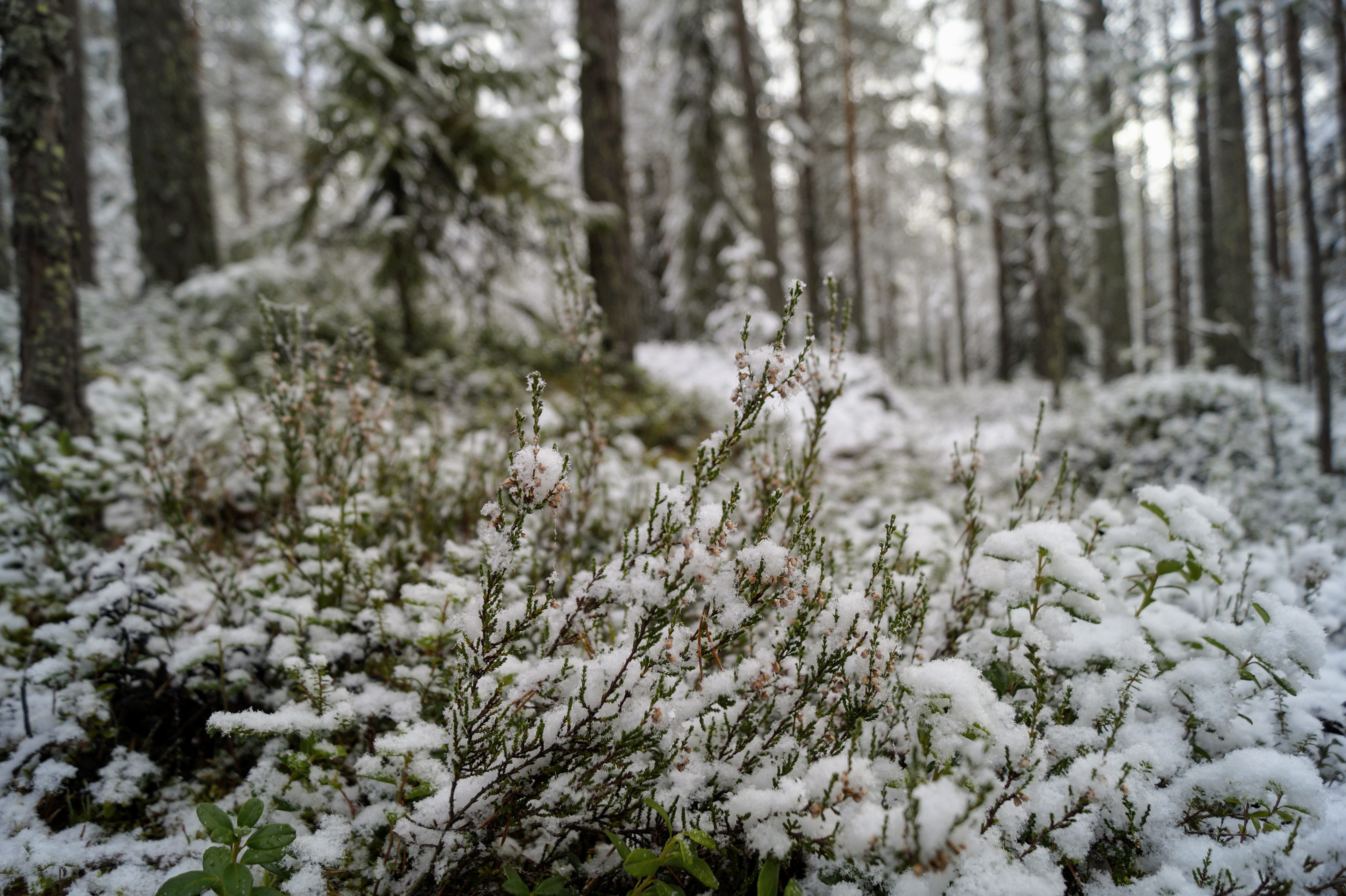 Gallery Nature Photograph 29