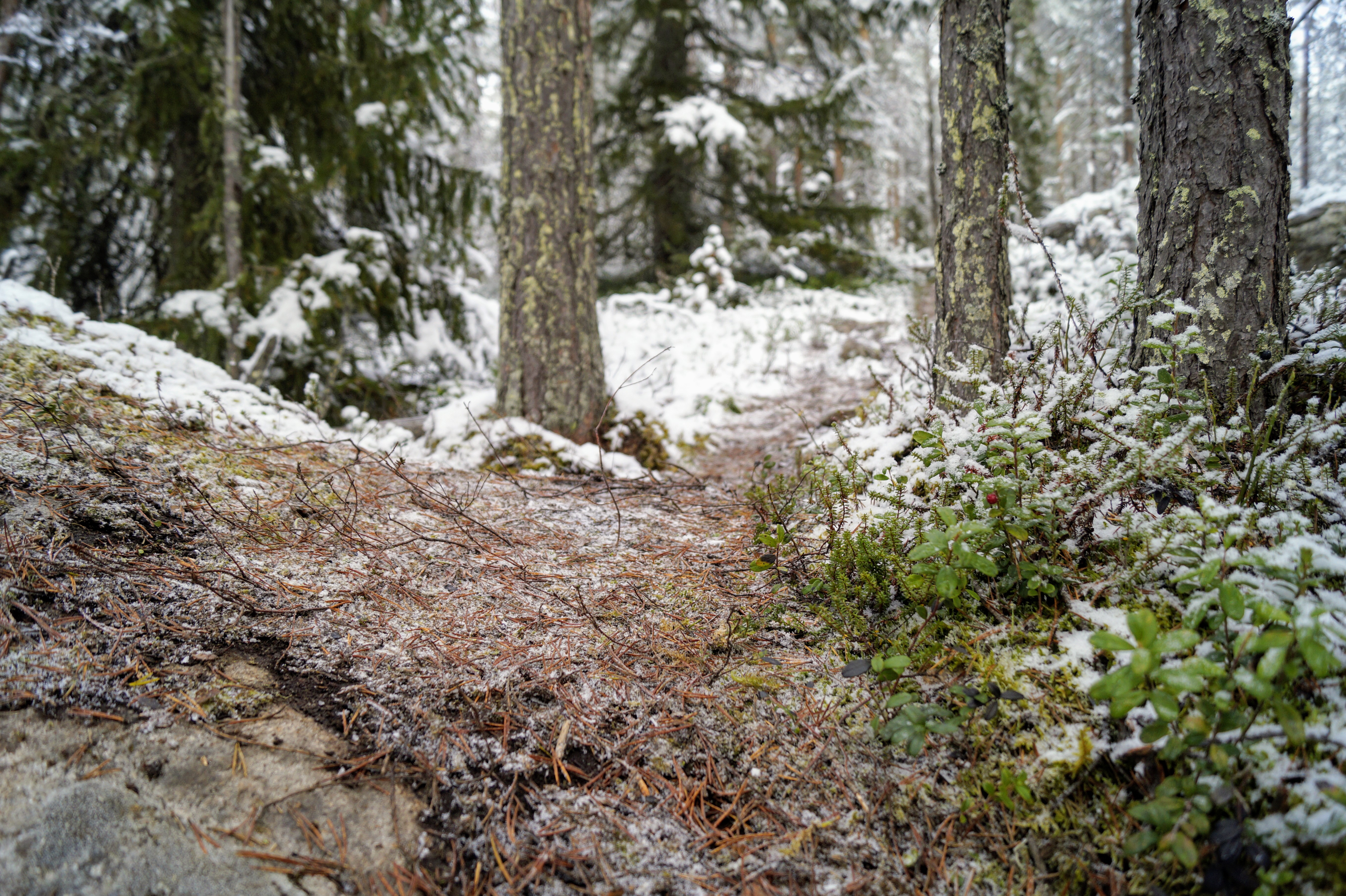 Gallery Nature Photograph 32