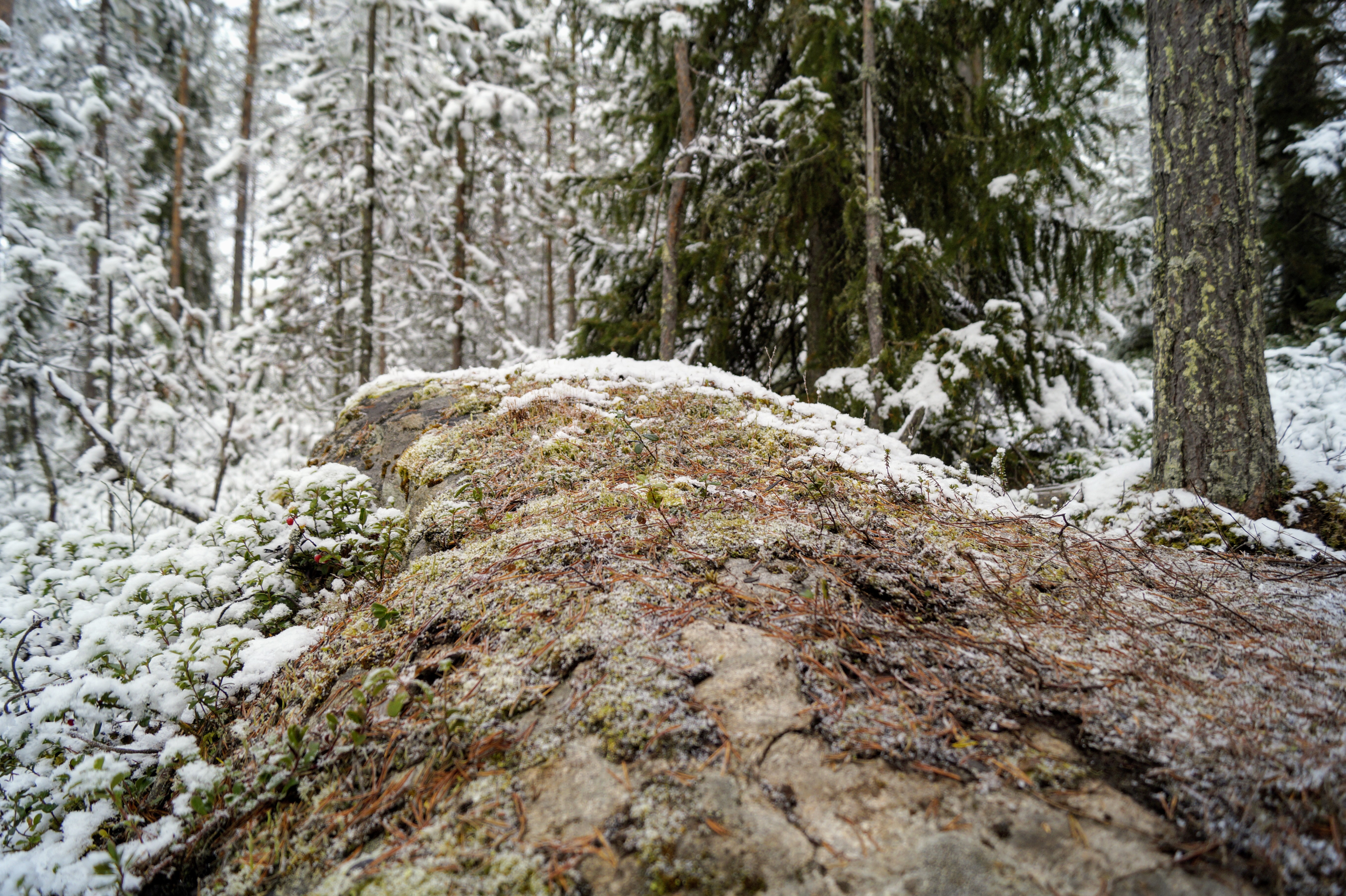 Gallery Nature Photograph 33