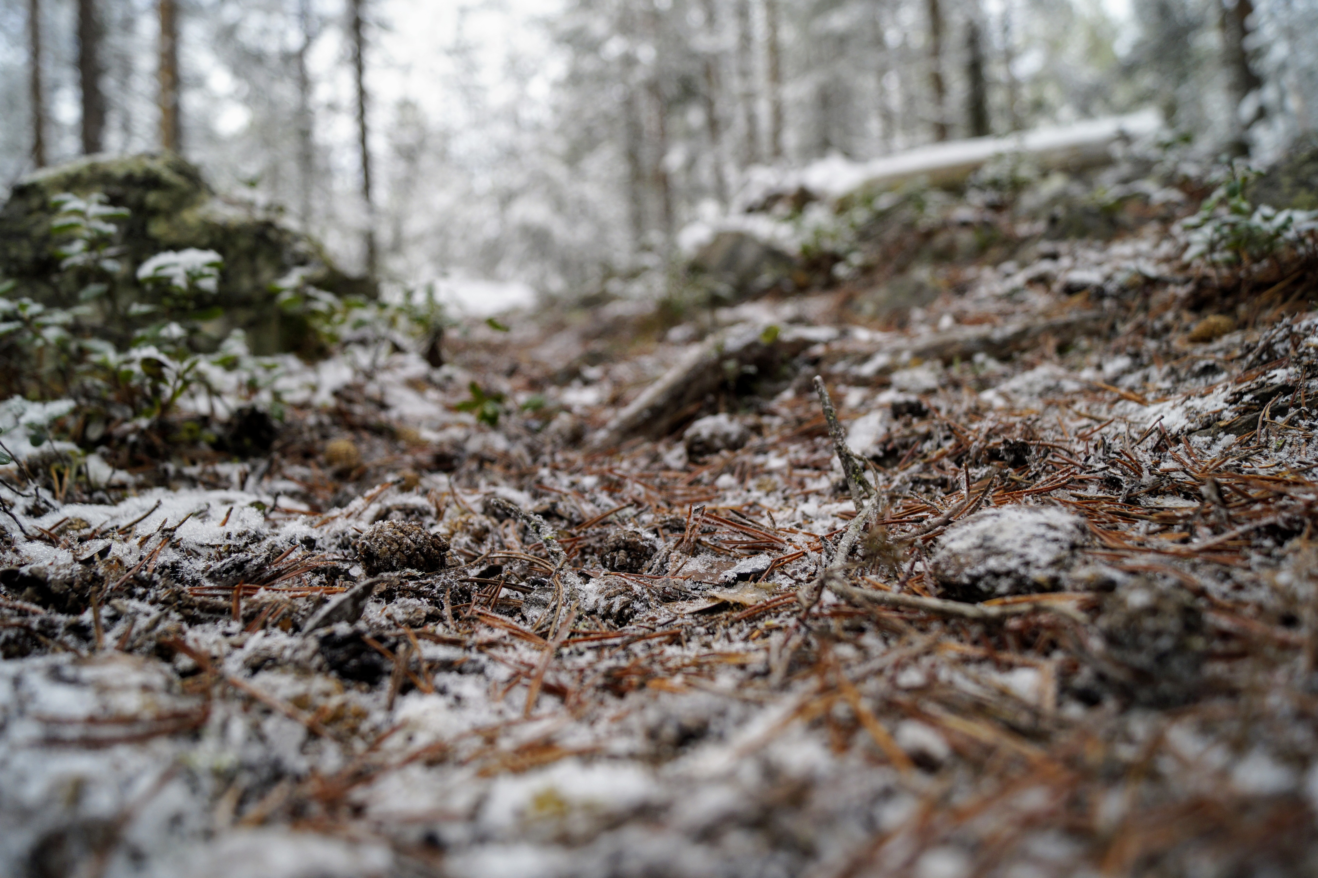 Gallery Nature Photograph 37