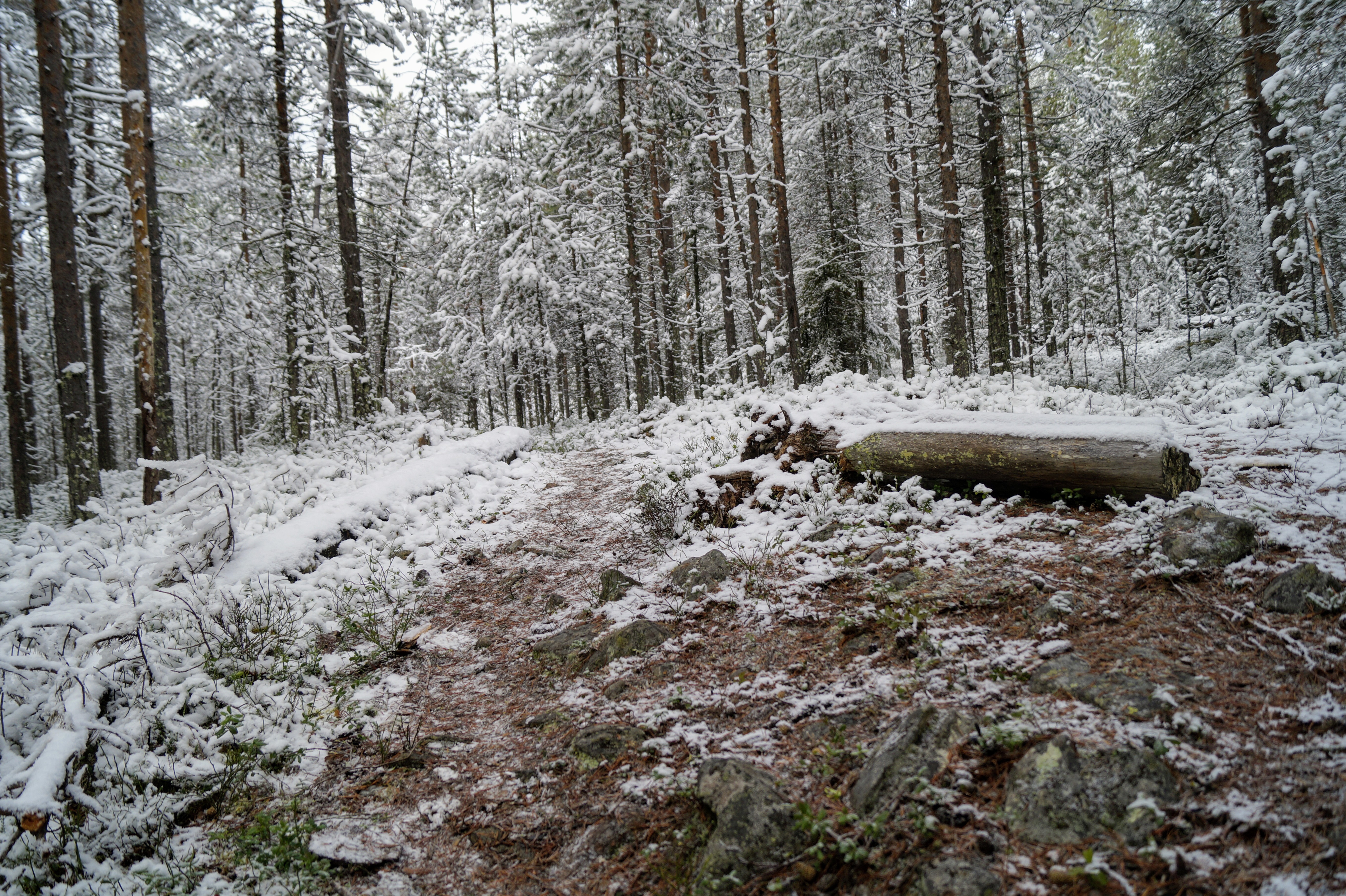 Gallery Nature Photograph 38