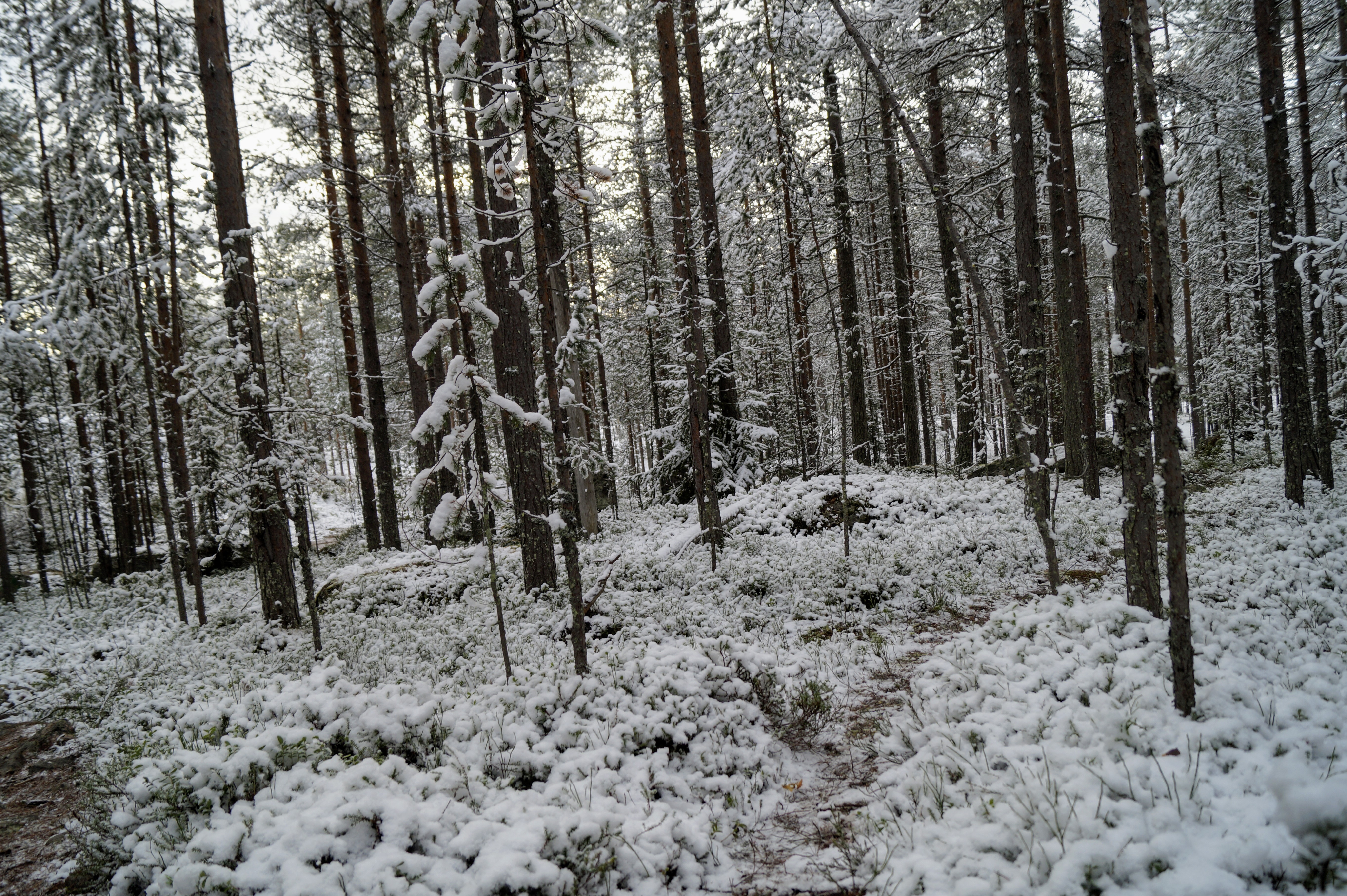 Gallery Nature Photograph 39