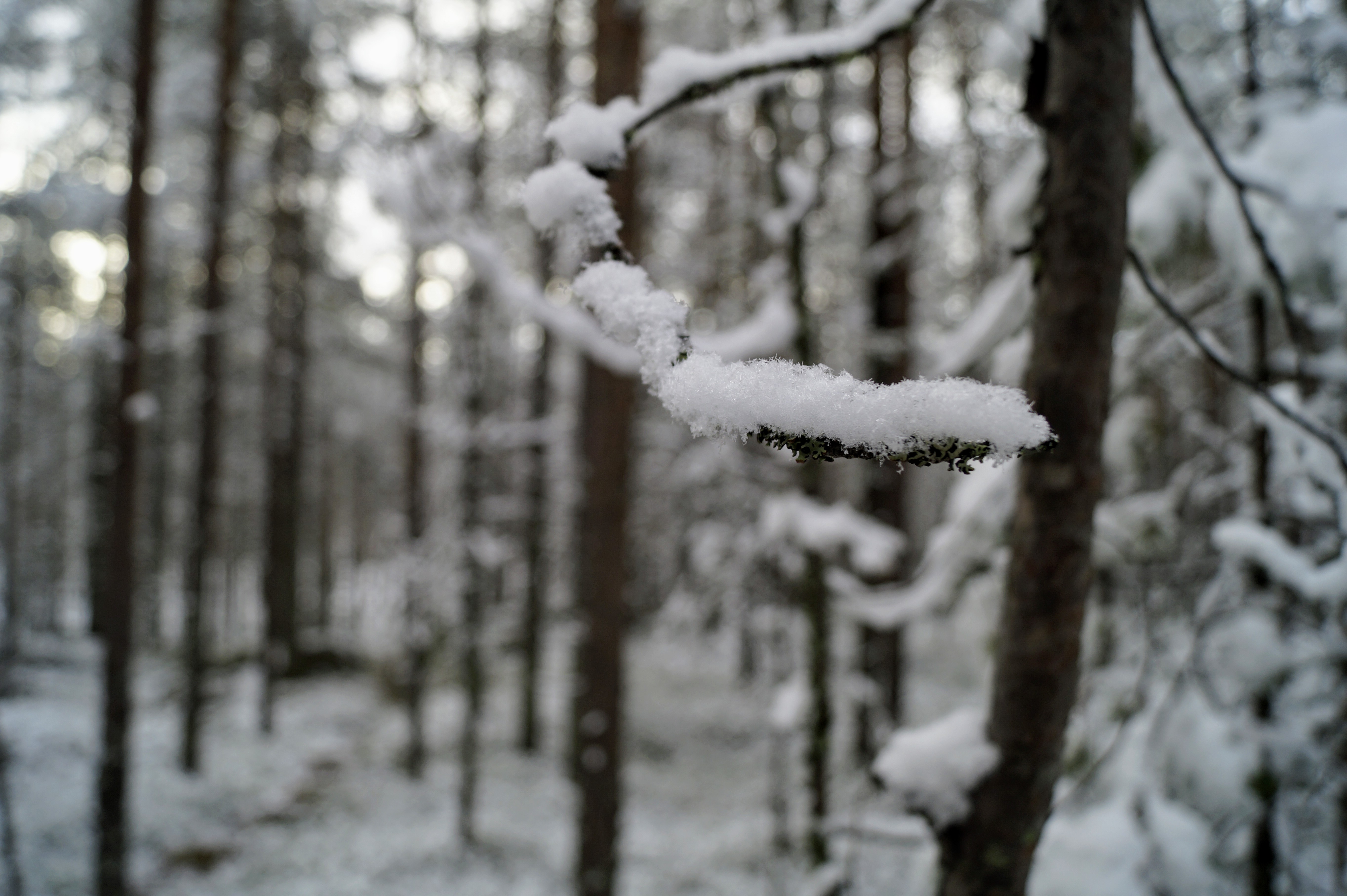 Gallery Nature Photograph 40