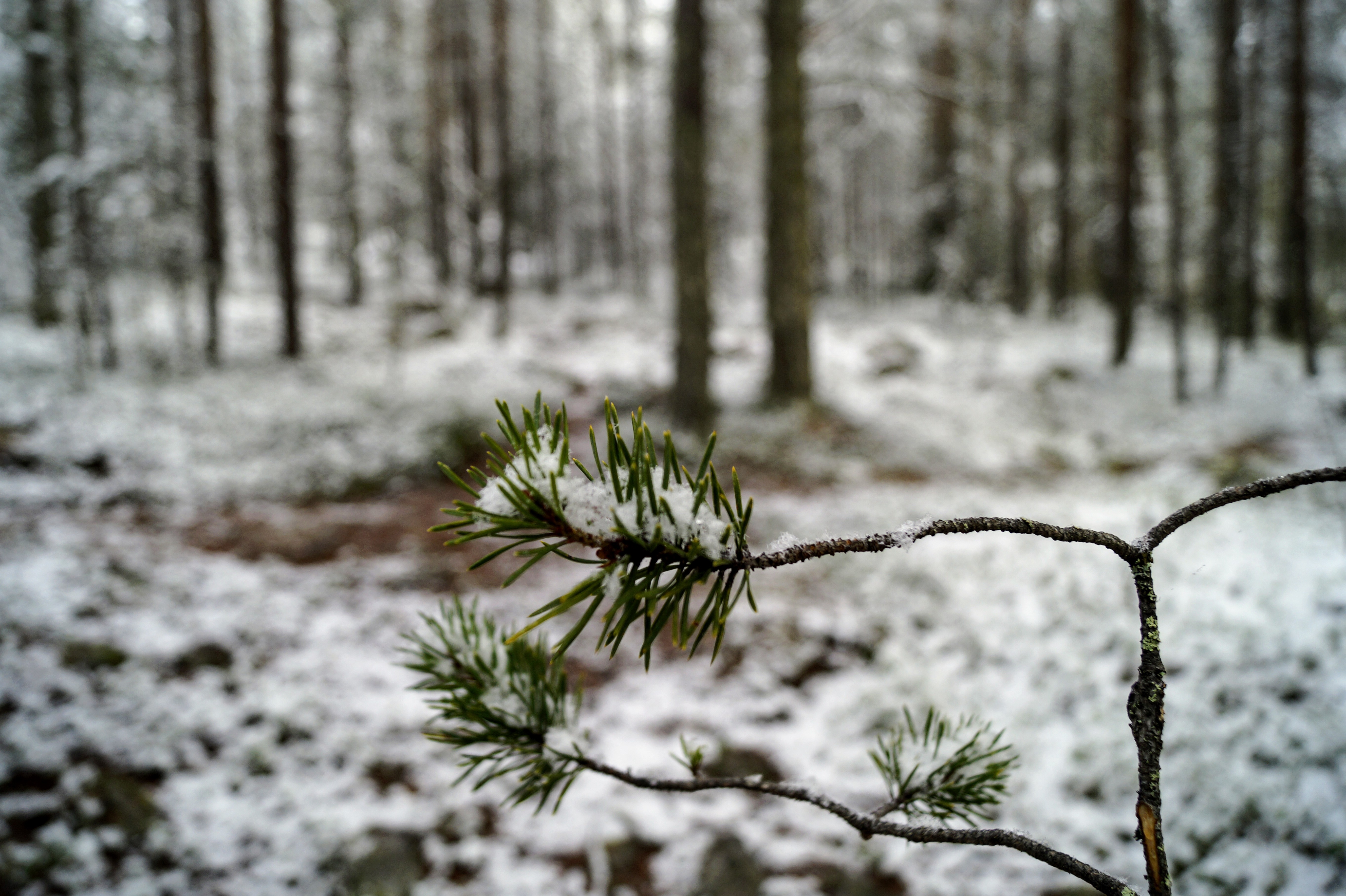 Gallery Nature Photograph 41